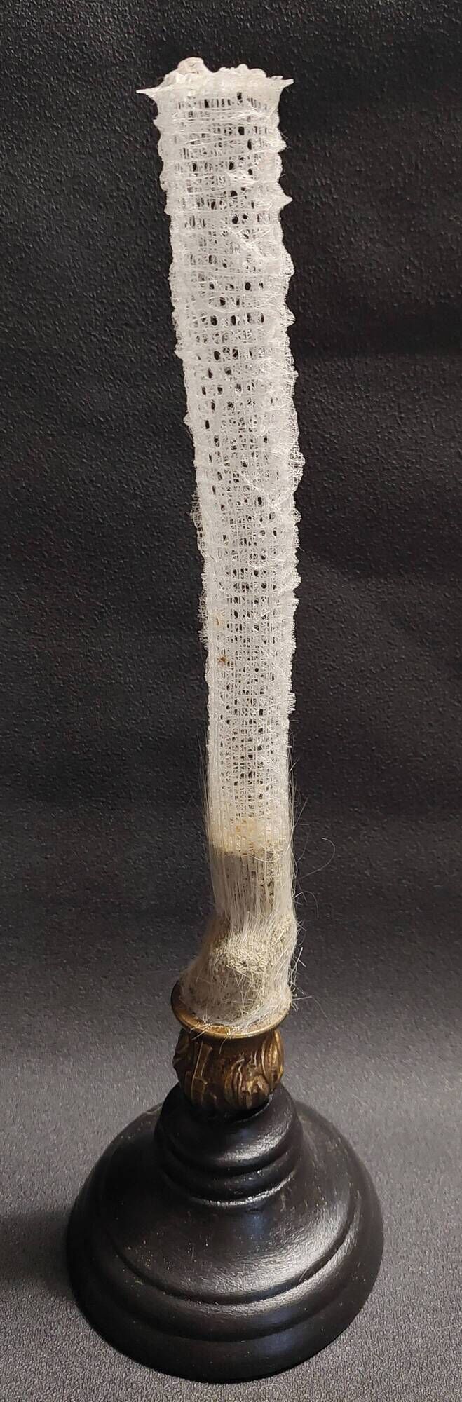 Cabinet of Curiosities sponge Venus basket euplectella arpergillum soc