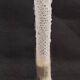 Cabinet of Curiosities sponge Venus basket euplectella arpergillum soc