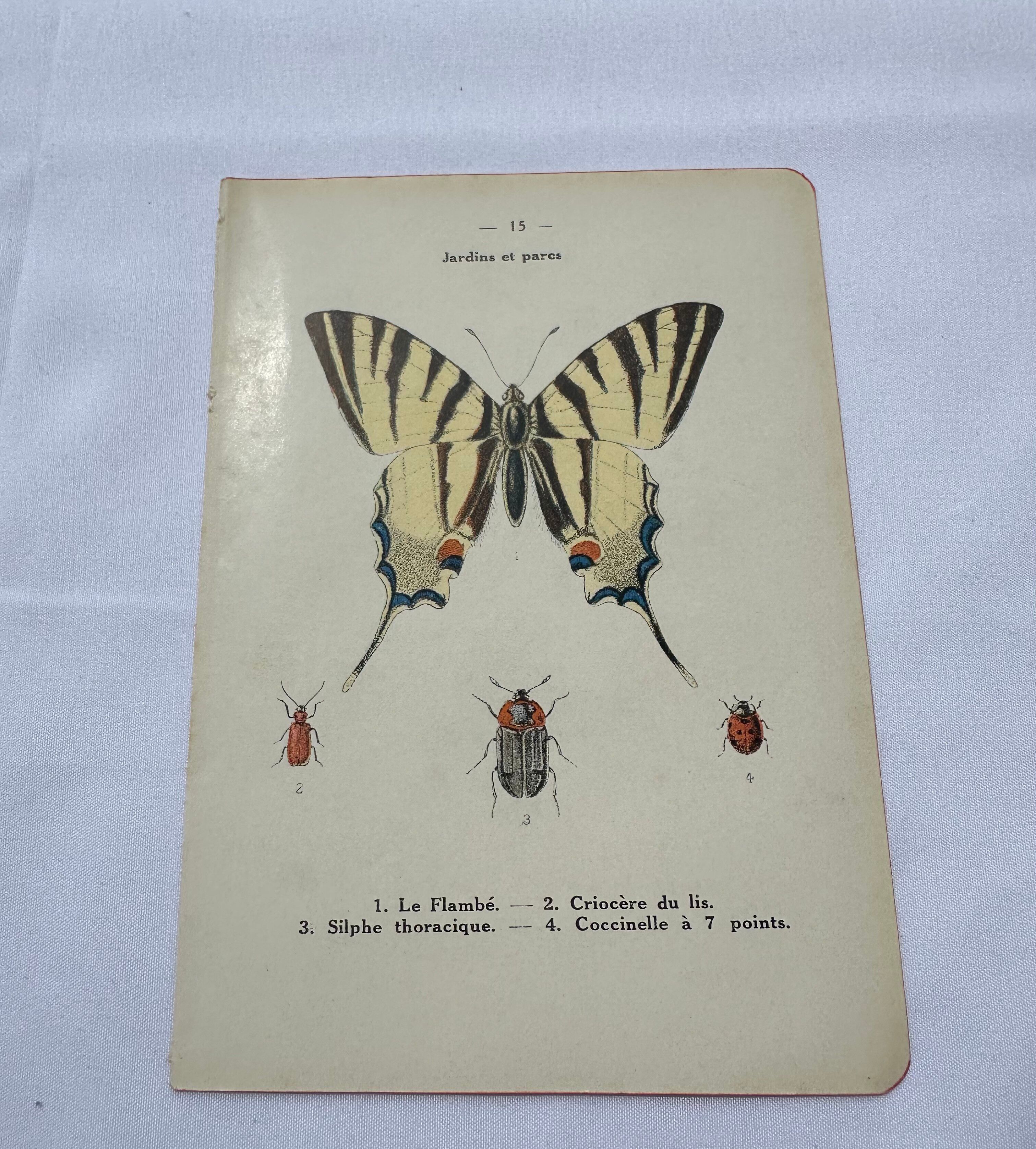 Old botanical lithograph naturalist double-sided