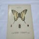 Old botanical lithograph naturalist double-sided