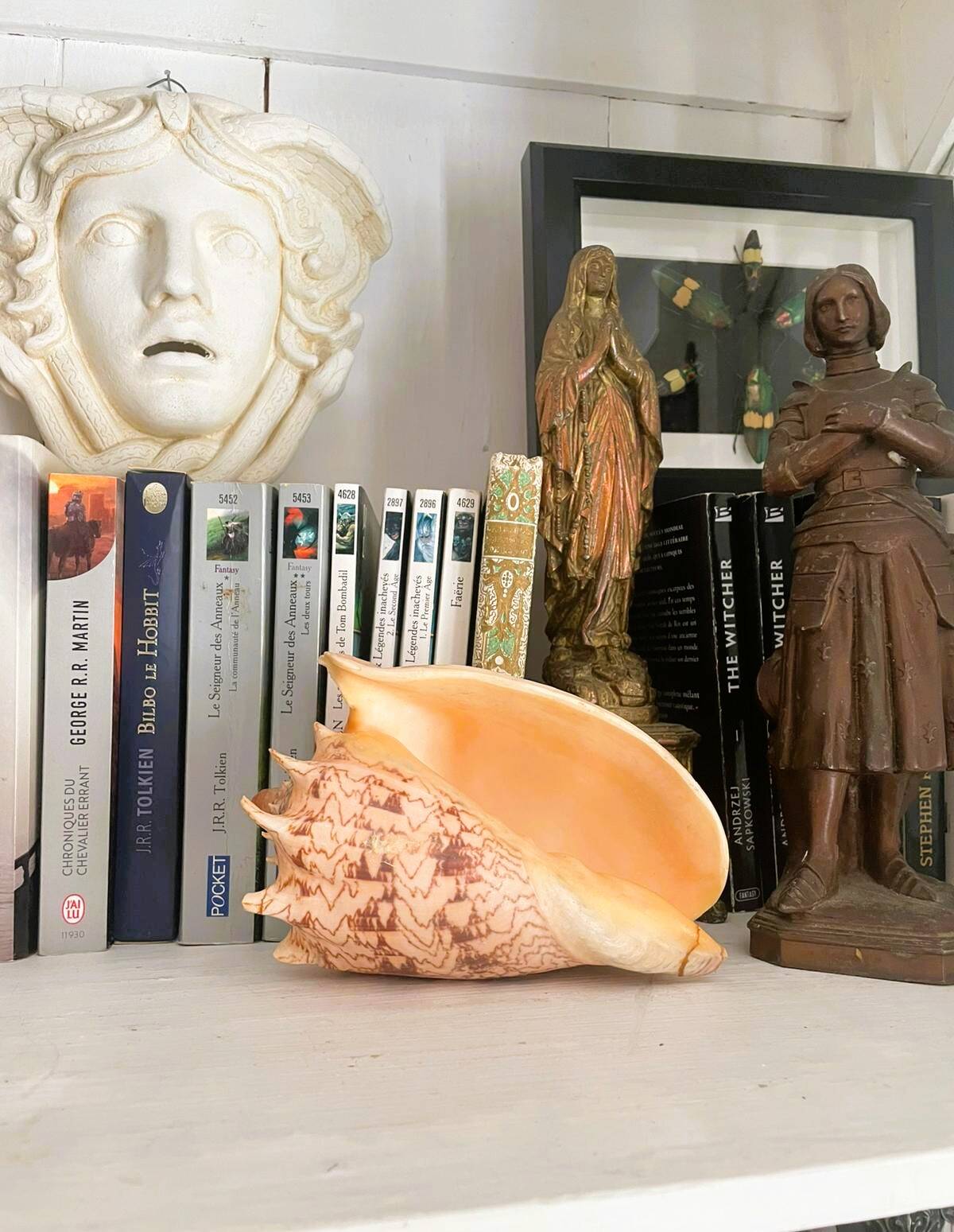 Large seashell: Imperial volute / Cymbiola imperialis