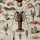 Lithograph on crustaceans - 1930