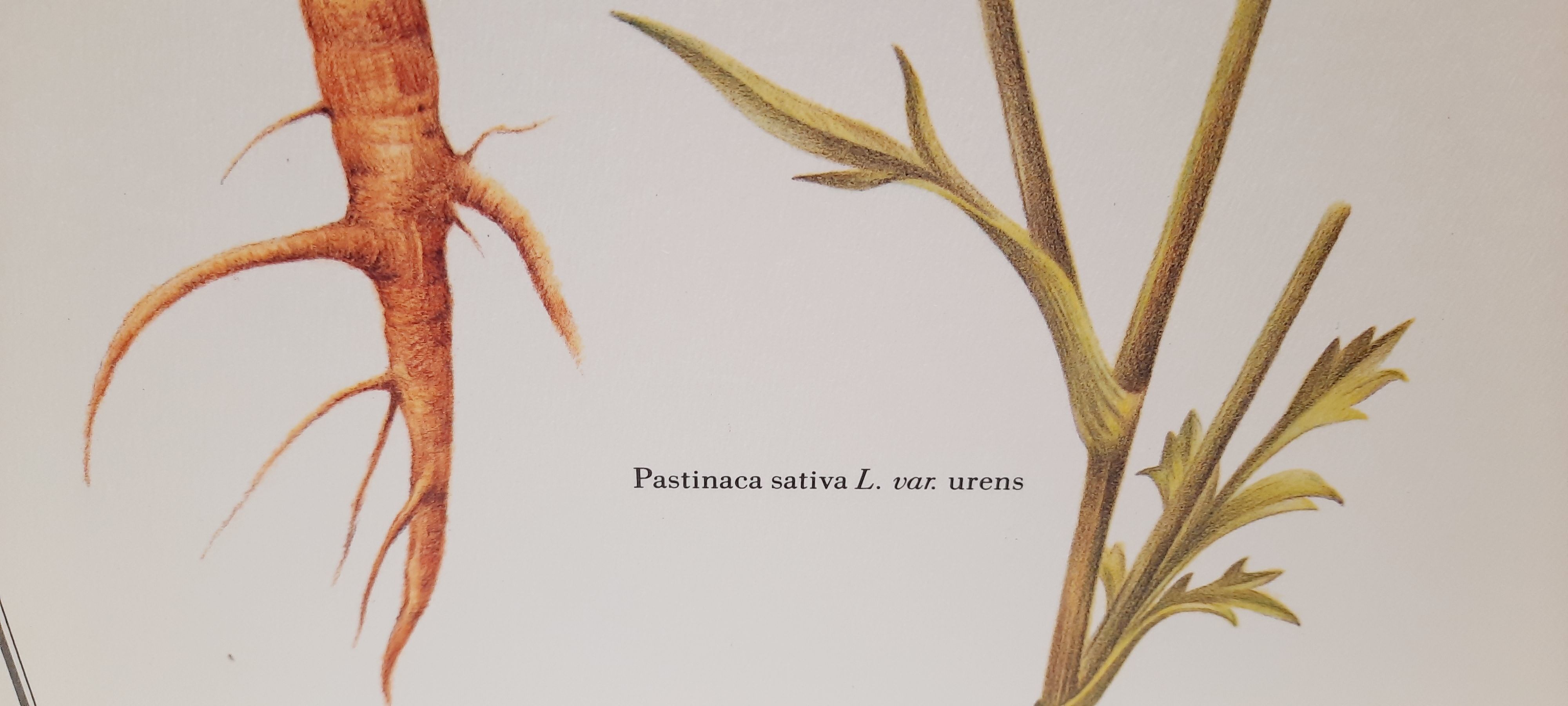 Botanical board Stinging parsnips