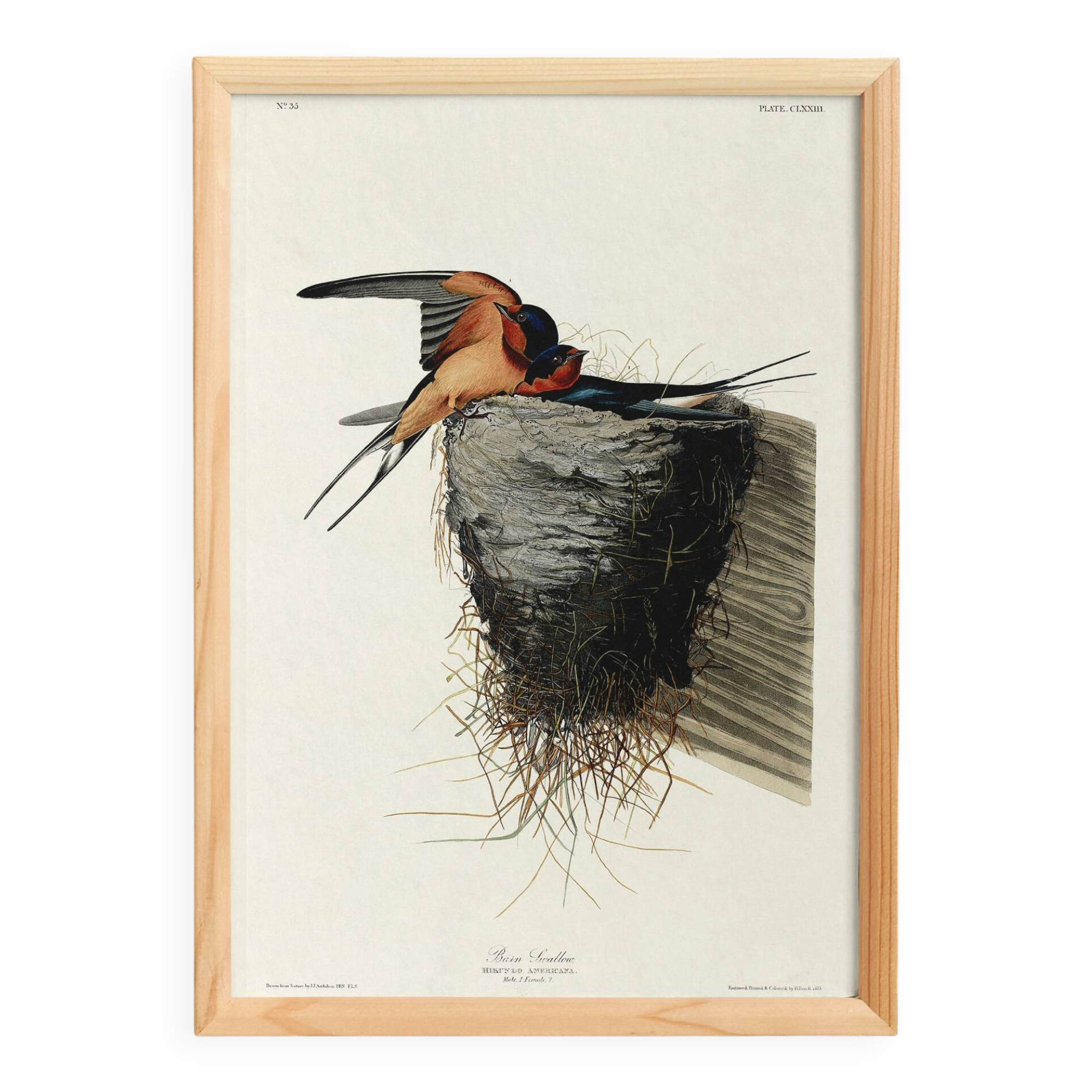Poster about the Barn Swallow, based on an old engraving from 1827.