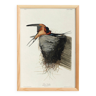 Poster about the Barn Swallow, based on an old engraving from 1827.