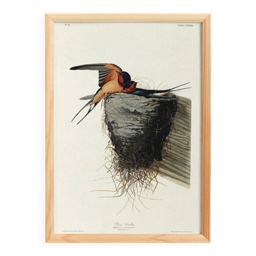 Affiche sur l’Hirondelle rustique, d’après une gravure ancienne de 1827.