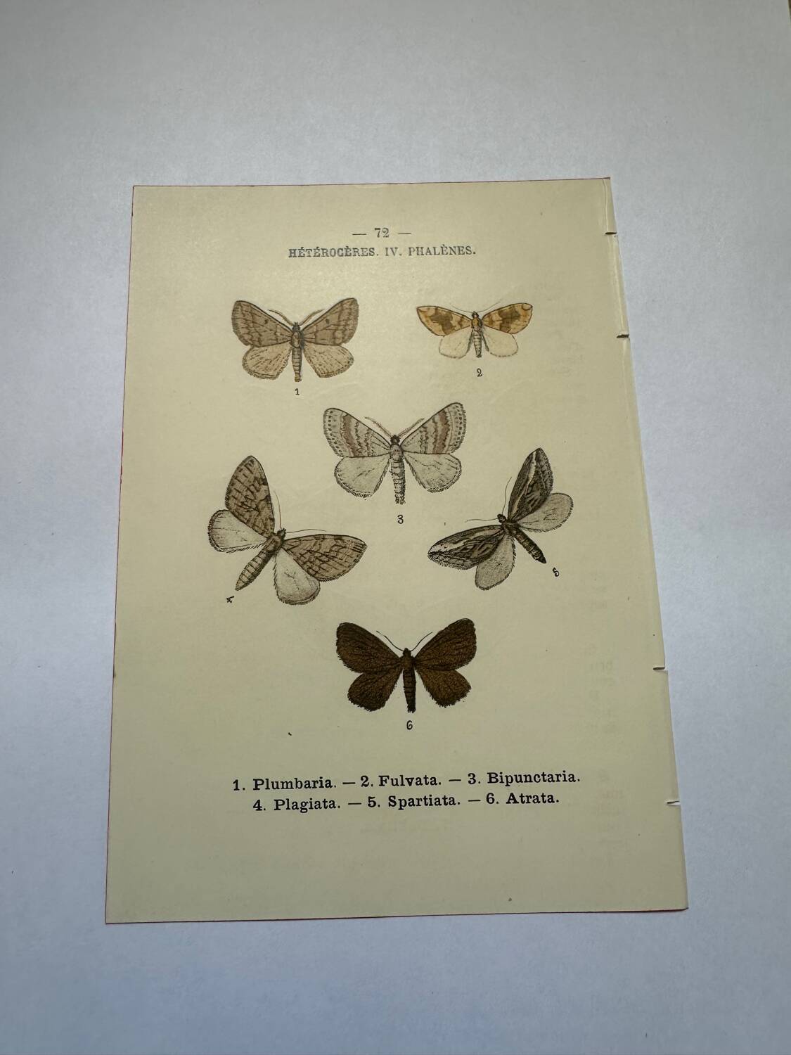 Botanical engraving butterflies double-sided naturalist plate Etching