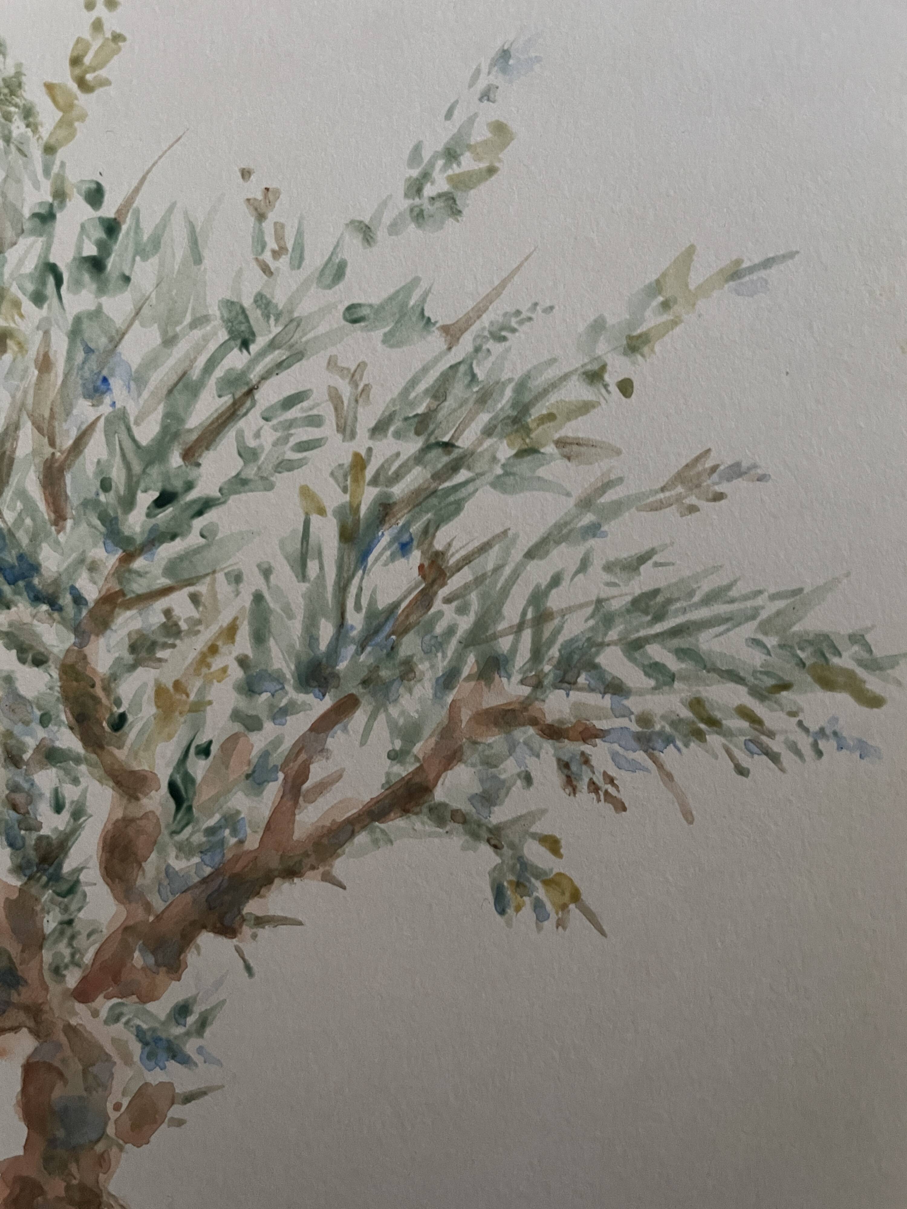 Painting signed watercolor Provençal landscape “the olive tree”