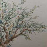 Painting signed watercolor Provençal landscape “the olive tree”