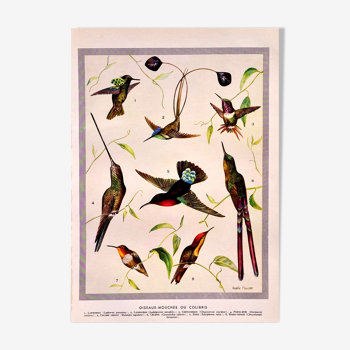 Lithographie Planche Oiseaux-mouches ou colibris 1950