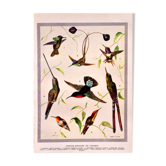 Lithographie Planche Oiseaux-mouches ou colibris 1950