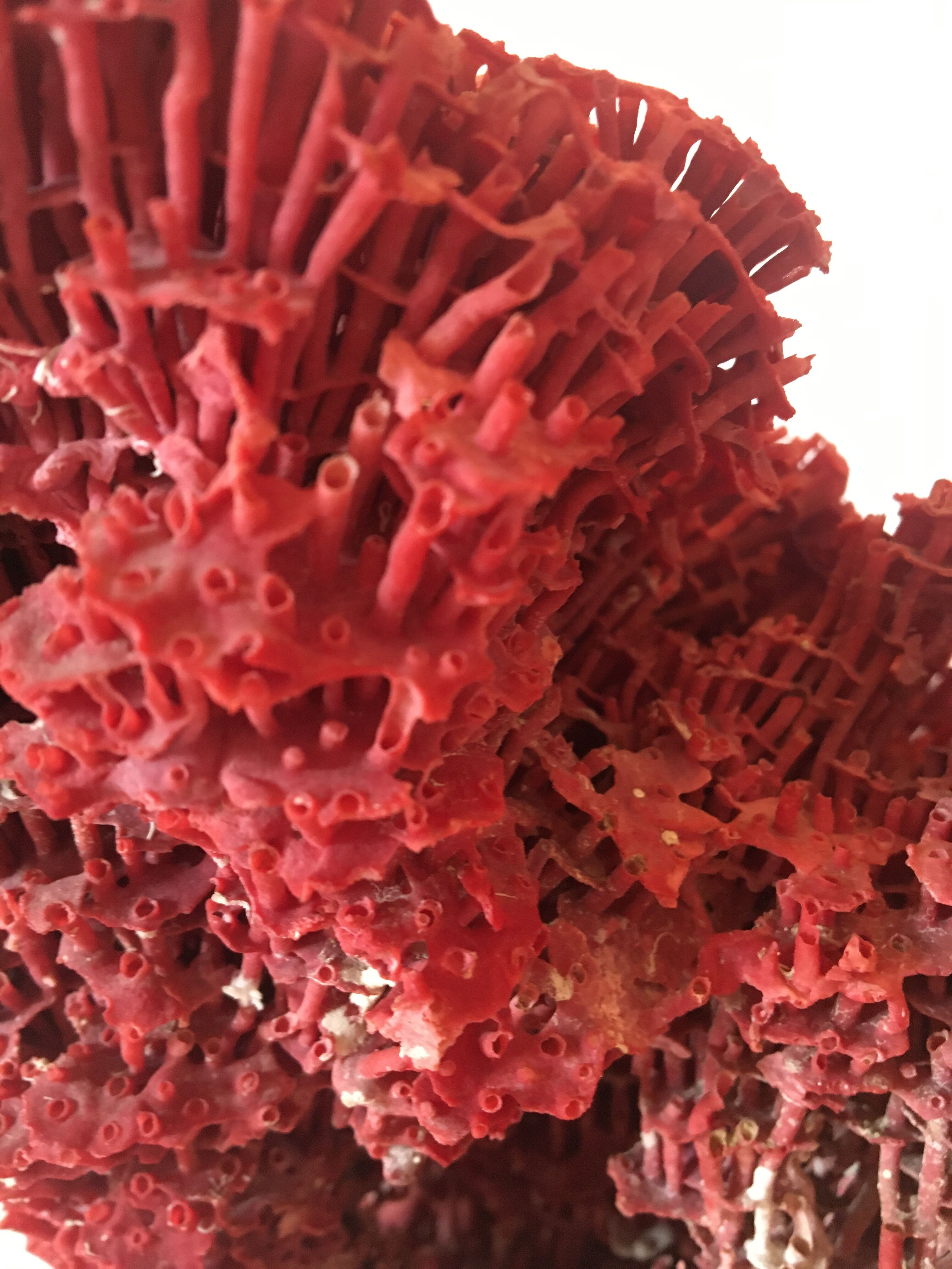 Corail rouge Tubipora Musica, années 70