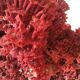 Corail rouge Tubipora Musica, années 70