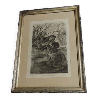 Gravure animalière XIXème encadrée grenouille taureau