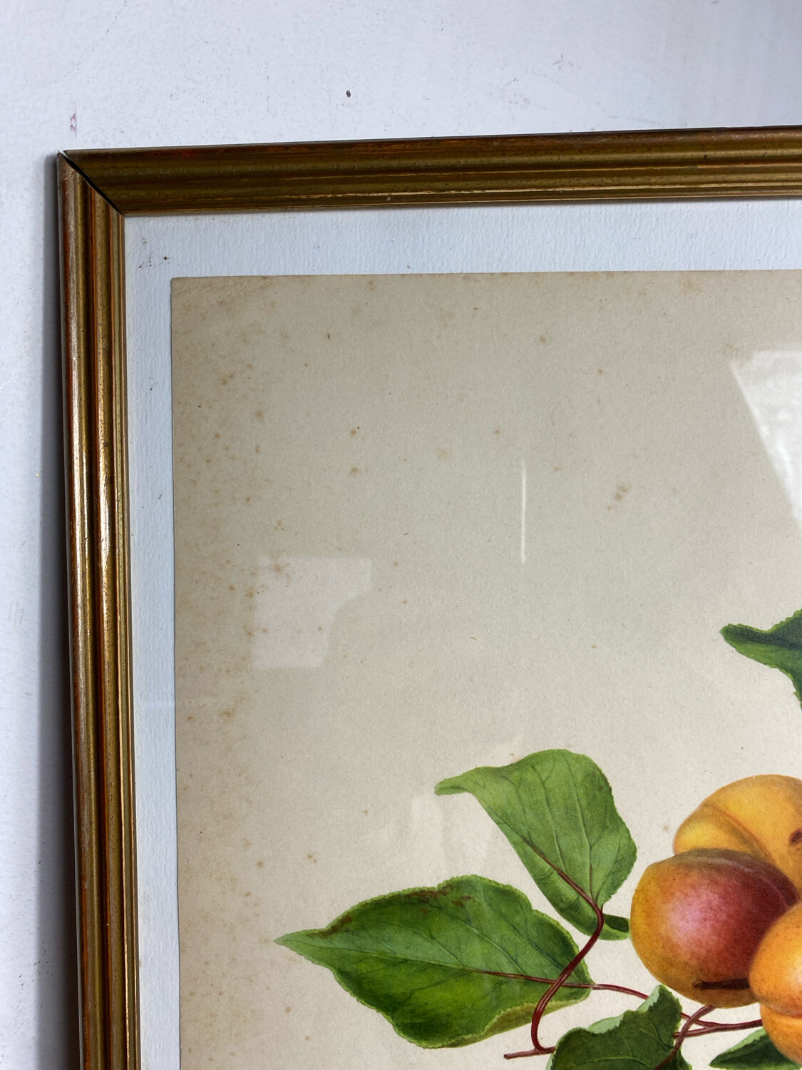 Affiche botanique, Prunus Armeniaca