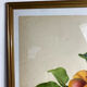 Affiche botanique, Prunus Armeniaca