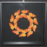 Envolée de papillons