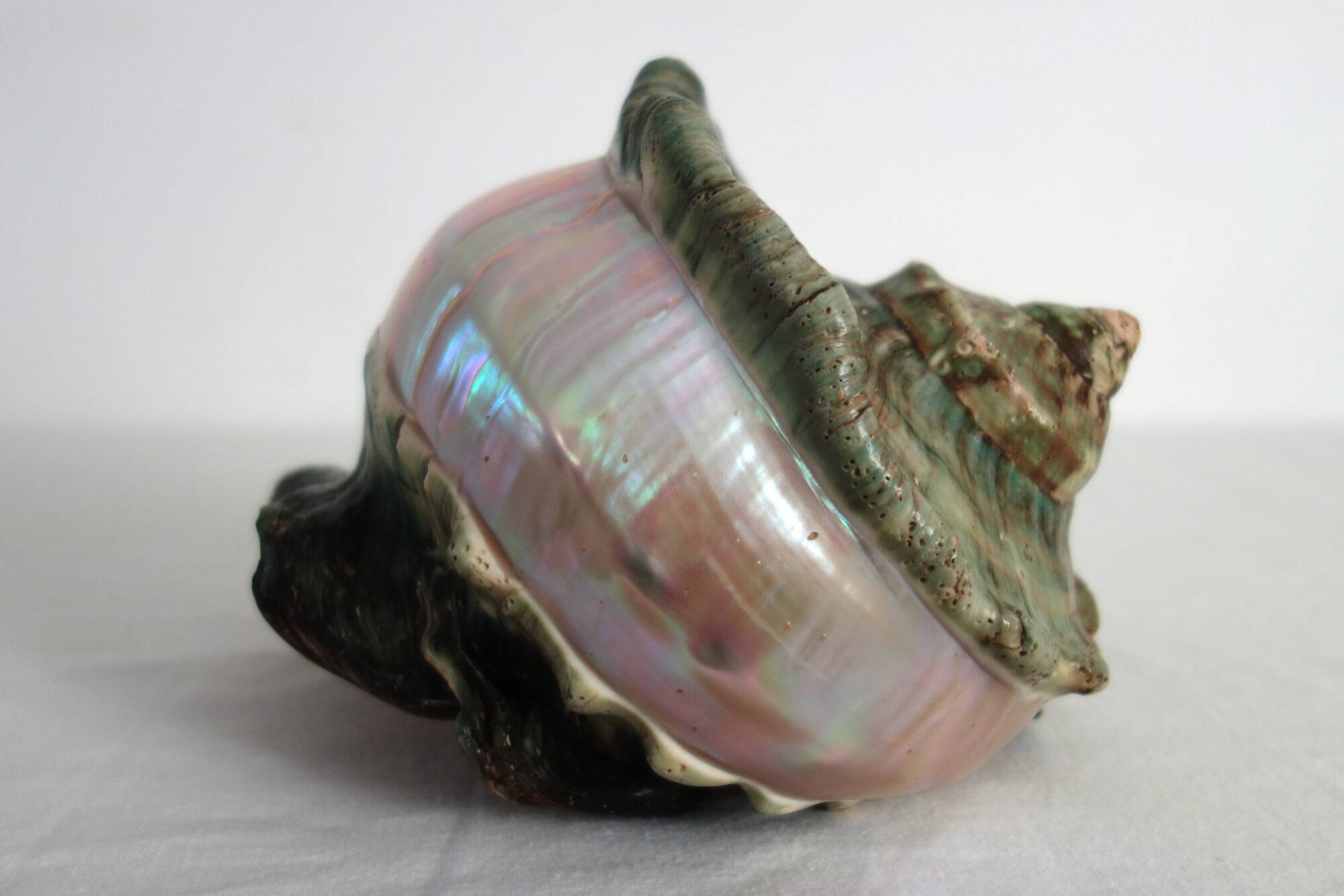 Huge vintage polished green mother-of-pearl turban shell