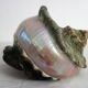 Huge vintage polished green mother-of-pearl turban shell