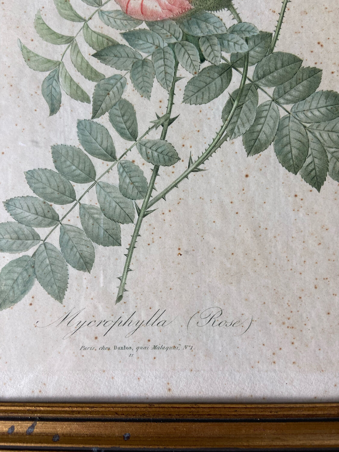 Ancient botanical poster