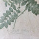 Ancient botanical poster