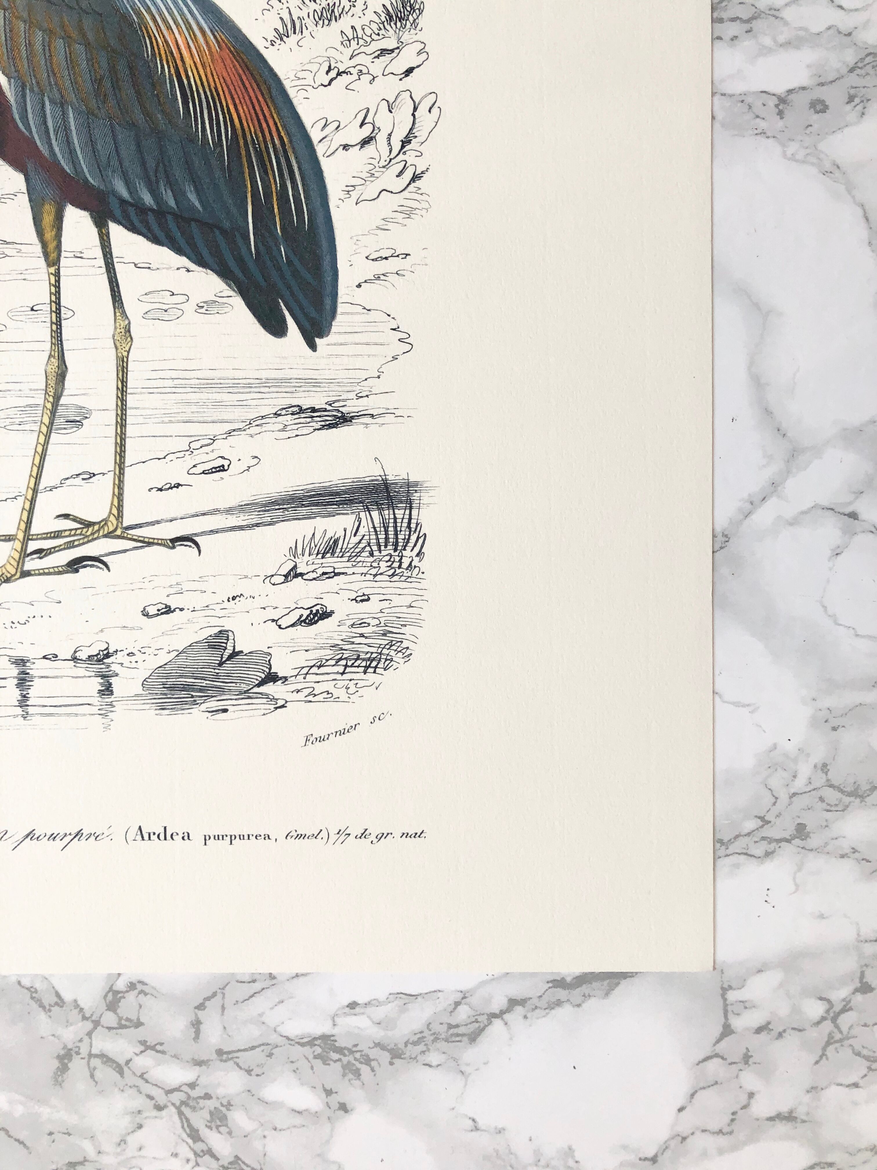 Zoological plank in color representing the Purple Heron