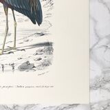 Zoological plank in color representing the Purple Heron
