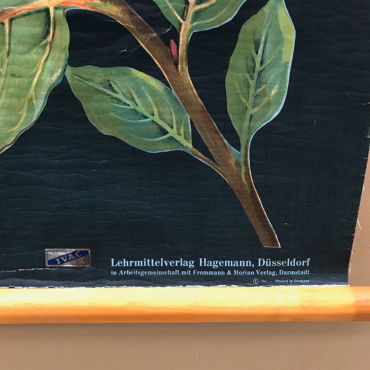 Saule d’affiche de cru en 1961