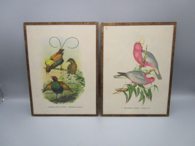 Pair of engravings of ancient birds