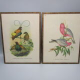 Pair of engravings of ancient birds