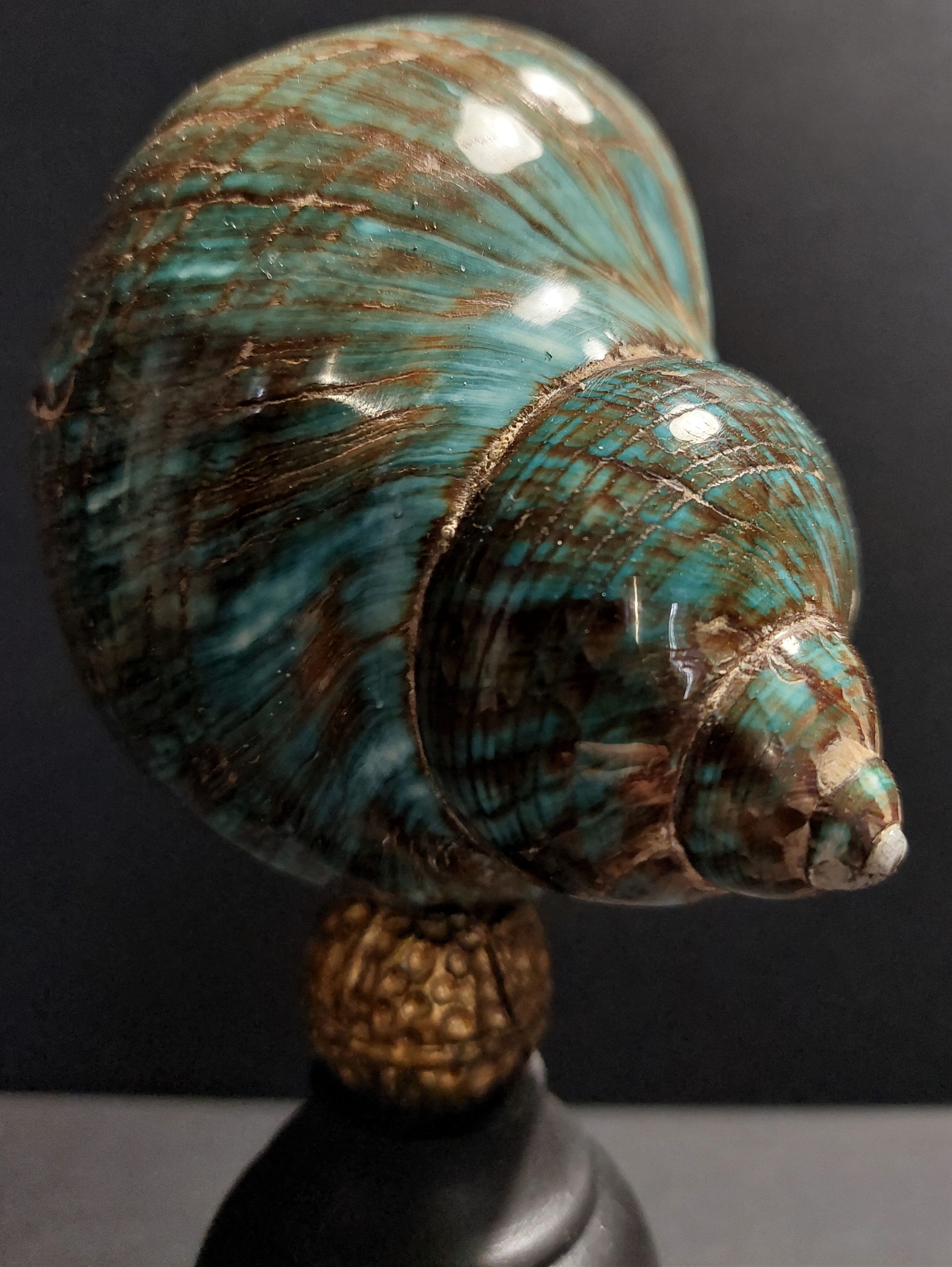 Cabinet of curiosities shell turbo imperialis on base