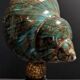 Cabinet of curiosities shell turbo imperialis on base