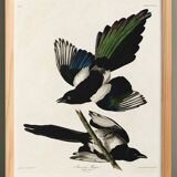 Poster about the American Magpie, based on an old engraving from 1827.