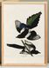 Poster about the American Magpie, based on an old engraving from 1827.