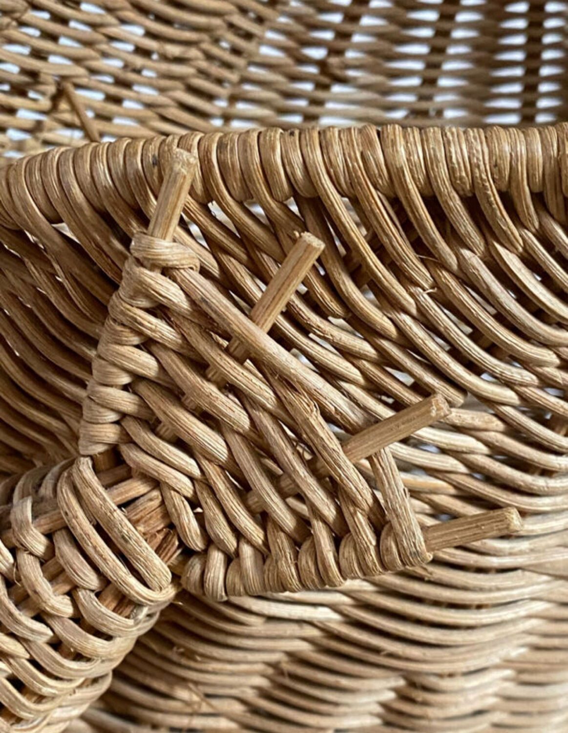 Willow frog Olivier Cajan