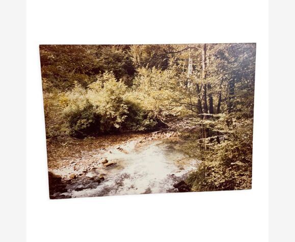 Photo ancienne, années 70, paysage de forêt - contrecollée