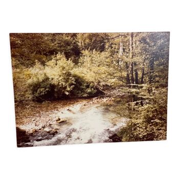 Large old photo, 70s, forest landscape - laminated