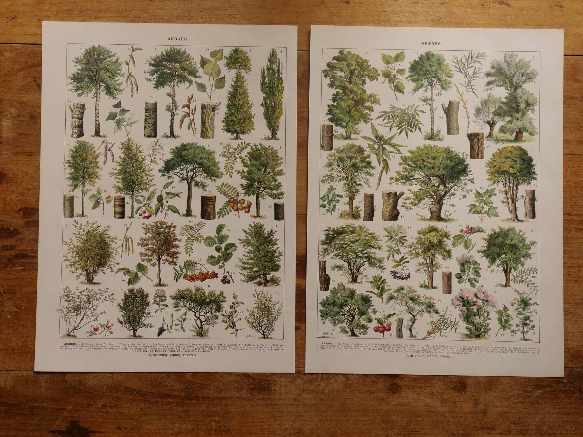 Original lithographs on trees