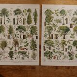 Original lithographs on trees