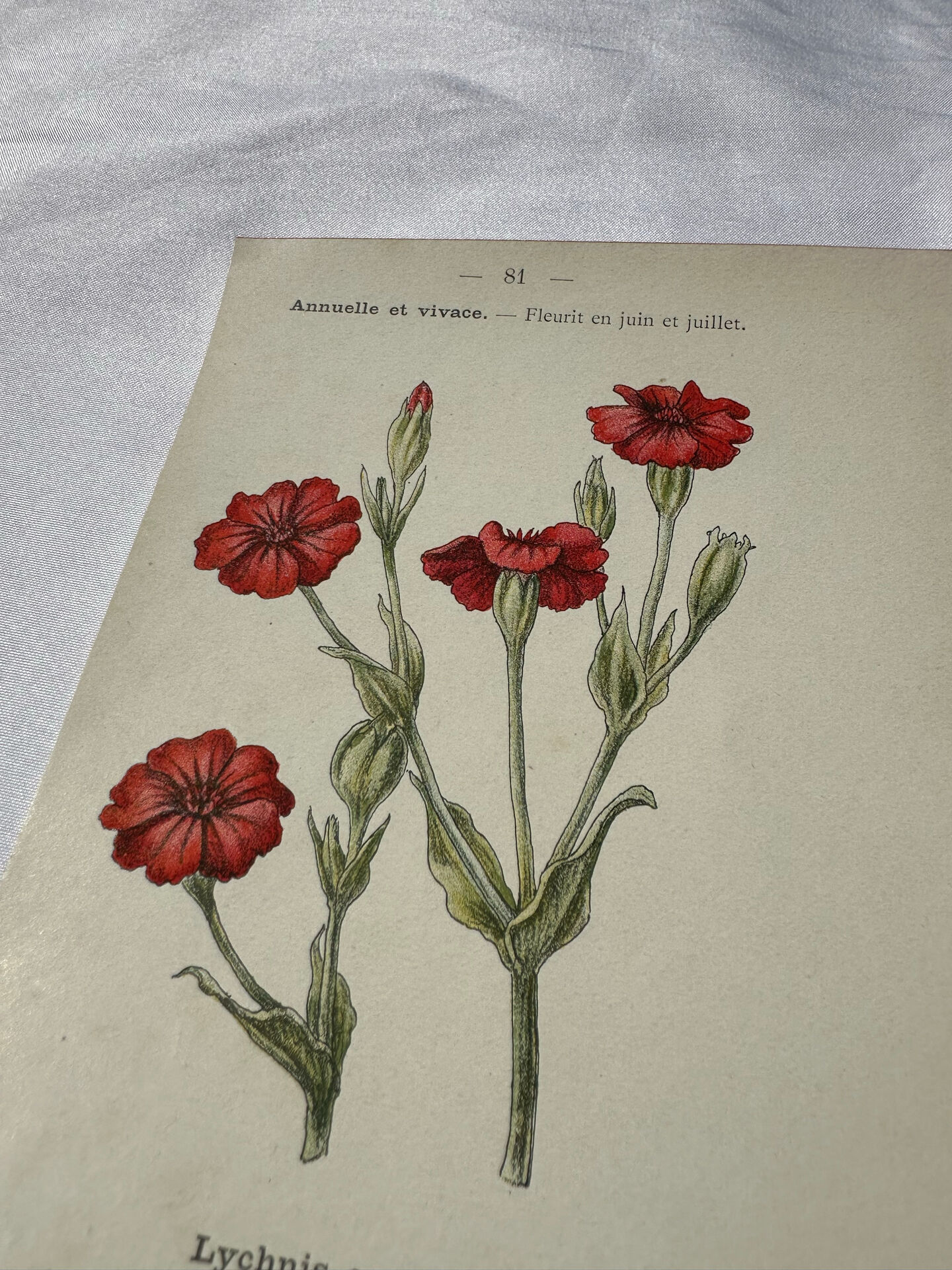 🌿 Botanical Plate Old Naturalist Engraving 19th Century Double-Sided