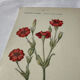 🌿 Botanical Plate Old Naturalist Engraving 19th Century Double-Sided