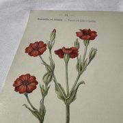 Planche Botanique Gravure naturaliste ancienne 19eme recto verso