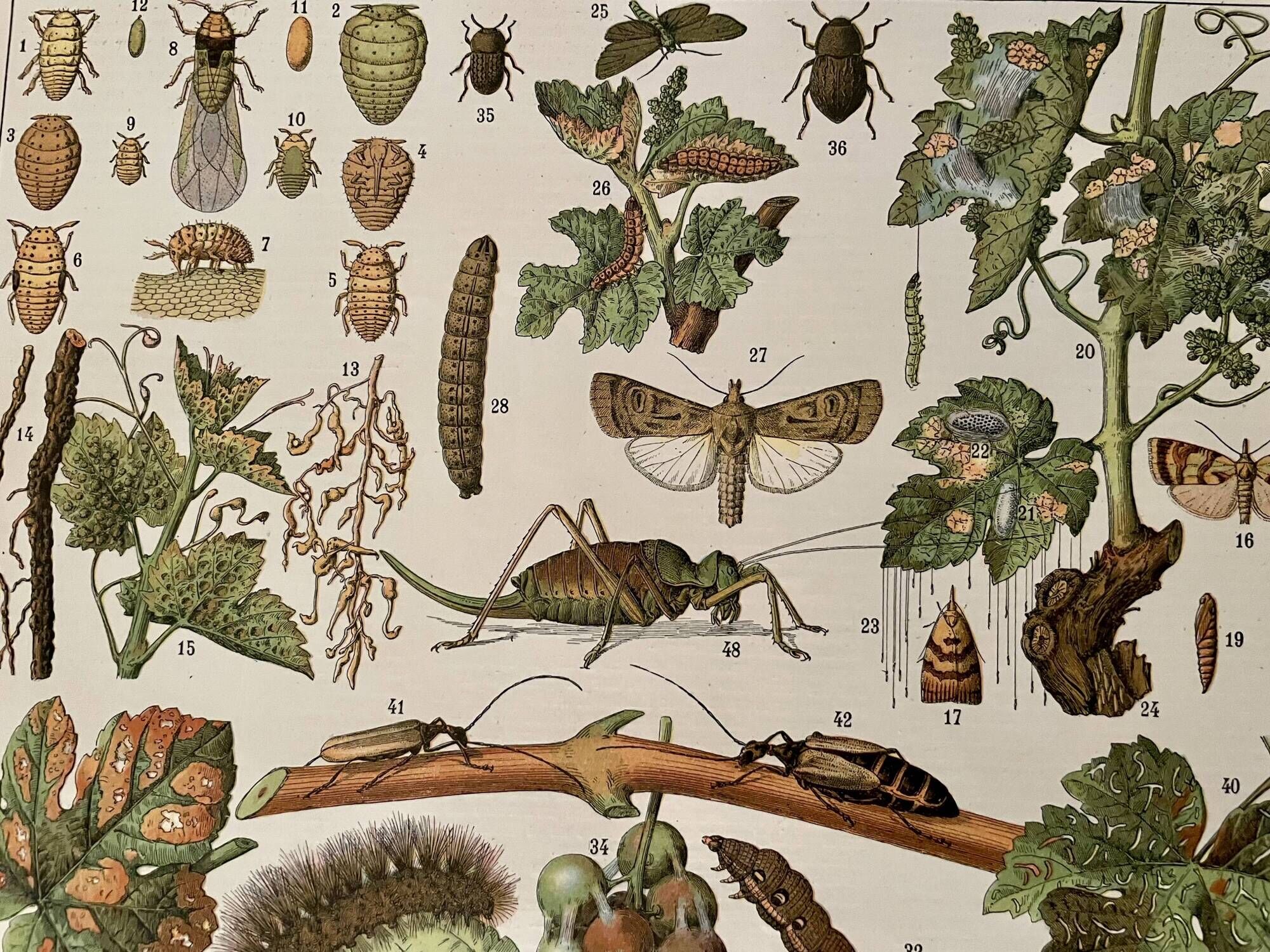 Lithograph on the diseases of the vine of 1907