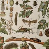 Lithograph on the diseases of the vine of 1907