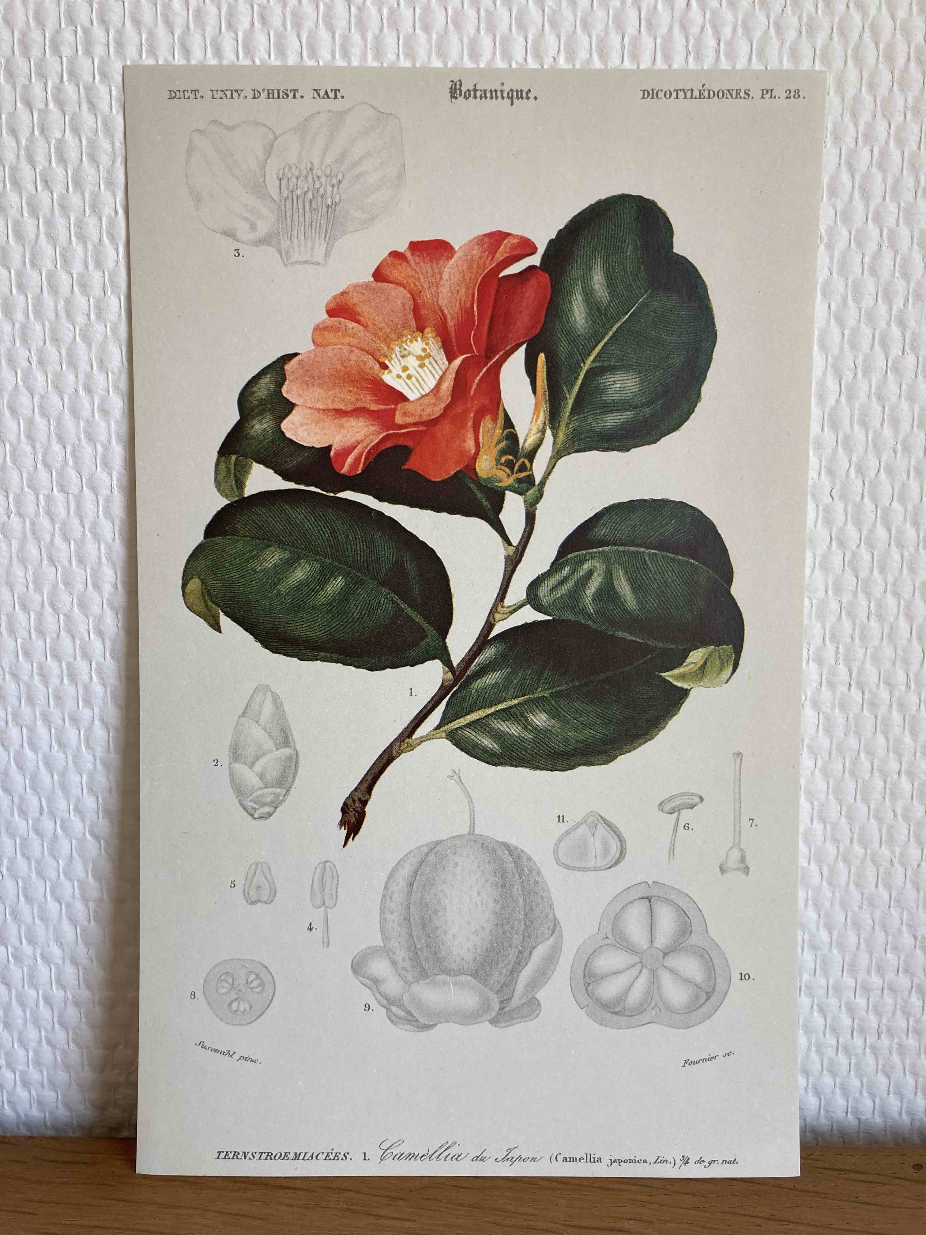 Camélia botanical board