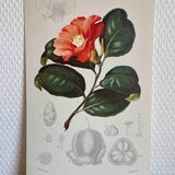 Camélia botanical board