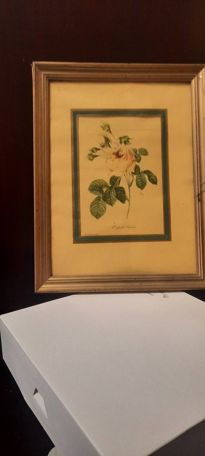 Planche botanique rose