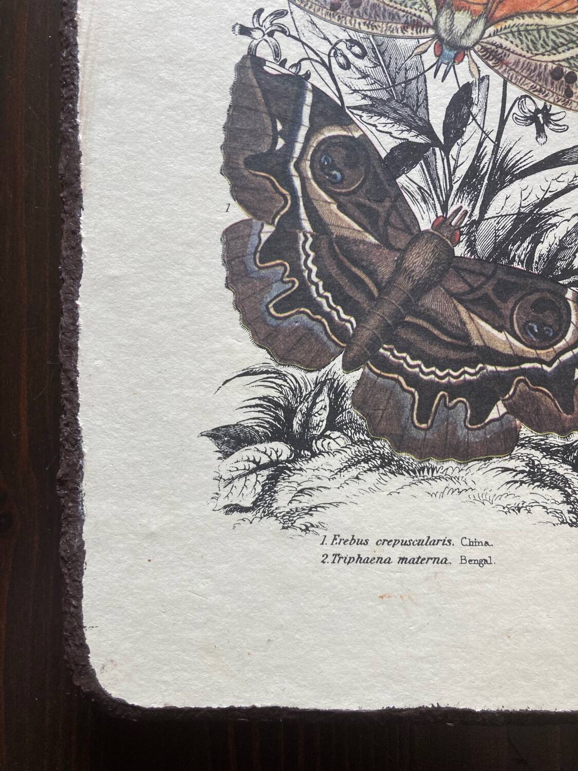 Lot de 2 tableaux en bois avec planche botanique papillons