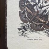 Set of 2 wooden boards with butterfly botanical board