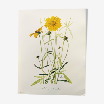 Planche botanique vintage de 1962 - Coreopsis - Gravure de plante - Aquarelle M.Rollinat